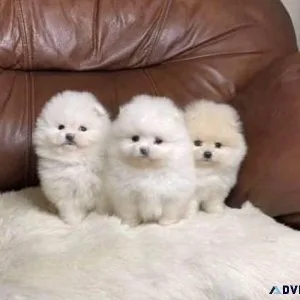 Teacup Pomeranian Puppies Available