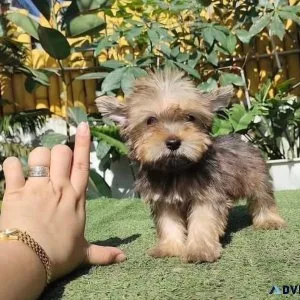 teacup yorkie puppies information