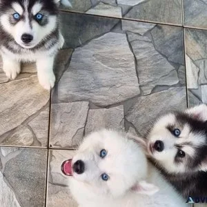 Siberian Husky