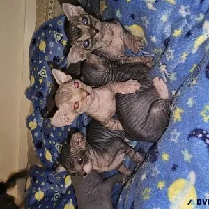 Sphynx kittens
