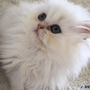 Blue Eye Doll FLAT Face mini Persians Kittens