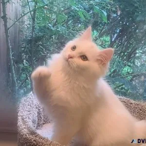 Siberian Hypoallergenic Kittens