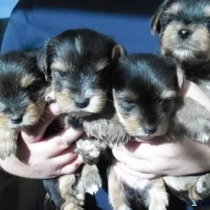 Yorkies