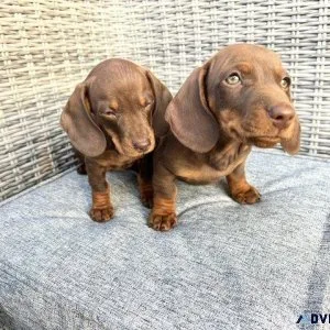 11 week old miniature dachshund health checked microchipped