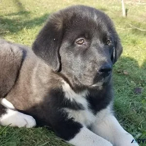 Anatolian shepherdGreat pyrenees puppies