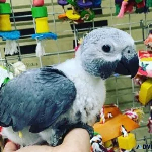 Beautiful Babies African Grey Parrots for Sale
