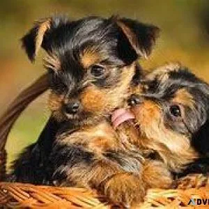 Male and Female TeaCup Yorkie Puppies