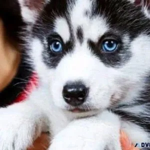 Siberian Husky Puppies Blue Eyes