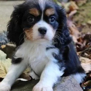 Cavalier King Charles Puppies For Sale