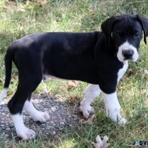 AKC Great Dane puppies