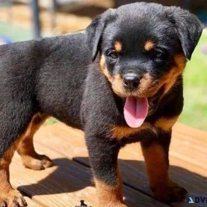 Rottweiler Puppies