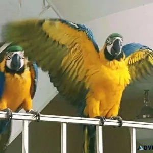Blue and Gold Macaw Babies
