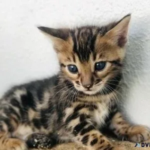 frewdsdgg Bengal kittens