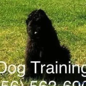 No more out of control dog