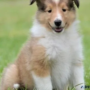 Home raised Collie Puppies