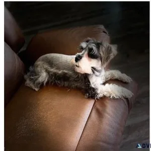Miniature schnauzer girl