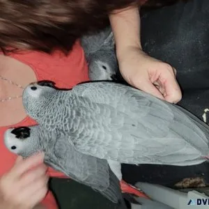 Fantastic raised African Grey parrots For Sales.
