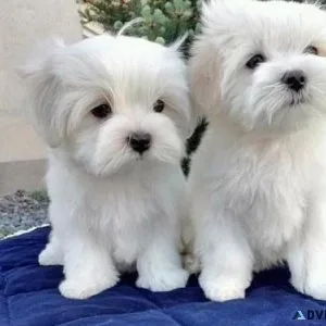 Maltese Puppies Needs a New Family
