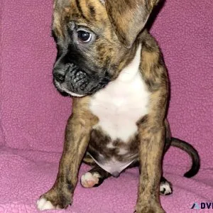 Boy boxer puppies