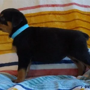 AKC Rottweiler puppies ready
