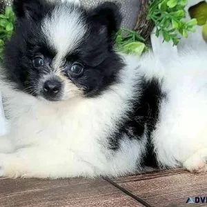 Beautiful Pomeranian Puppies available