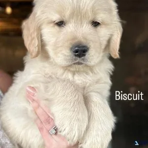 Puppies