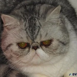 CFA Adult Female Exotic shorthair Cat