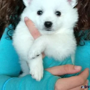 American Eskimo Puppies Ready To Go