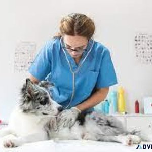 Top-Rated Pet Clinic near Me for Dogs