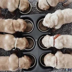 Pet vet