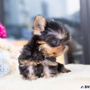 Miees Yorkie Puppies for sale