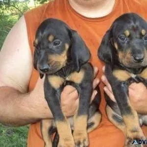 Charming Black and Tan Coonhound Puppies