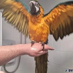 Pair of Blue and Gold Macaws looking for a new home