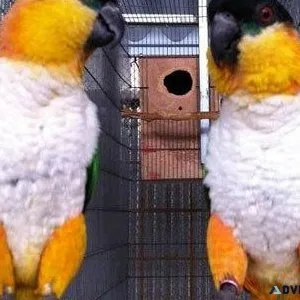 Rare Amazon Birds for sale