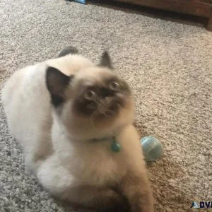 Himyalan Persian Exotic Female