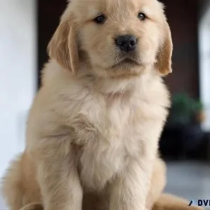 Purebred Golden Retriever puppies