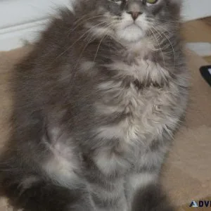 Maine coon kittens