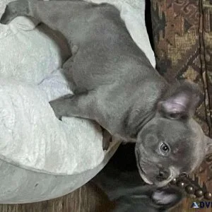 French Bulldog Puppies Ready