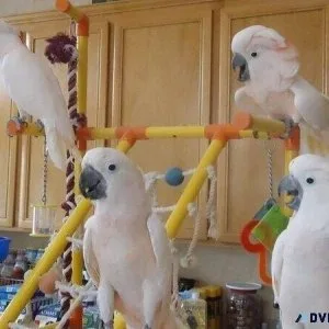Well tamed and socialized Cockatoos available now for sale