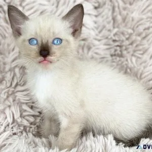 Siamese kittens