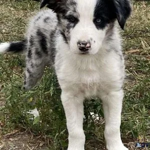 Gorgeous Border Collie Puppies Ready To Go