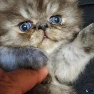 Flat nosed Persian kitten for sale