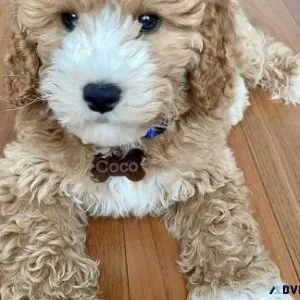 Adorable Goldendoodle Puppies