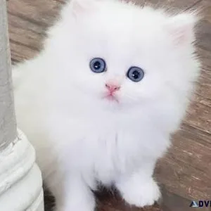 cxvferesf Persian kittens