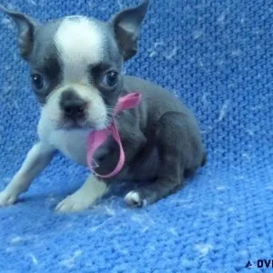 Boston Terrier Puppies