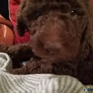 Beautiful purebred Standard Poodle puppies