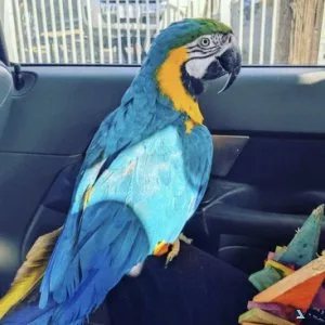 Sweet Blue and Gold Macaw