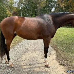 Safe PRE Well Broke Thoroughbred Gelding for sale