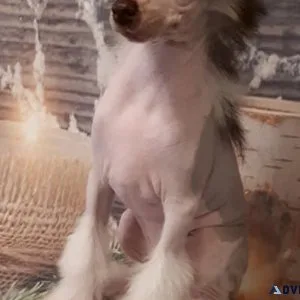 Chinese Crested pups