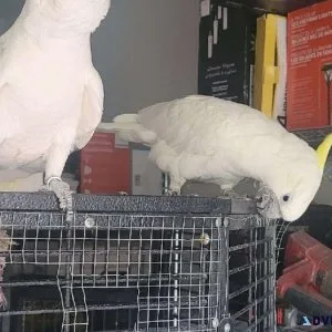 Sulpher Crested Cockatoo Breeder Young Pair Male and Female